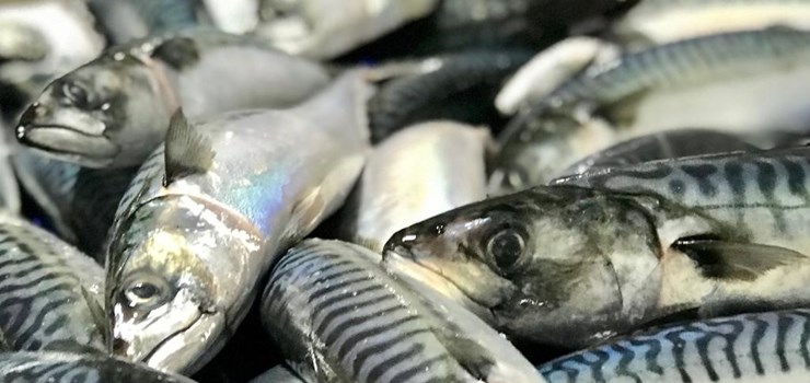 Mackerel Website