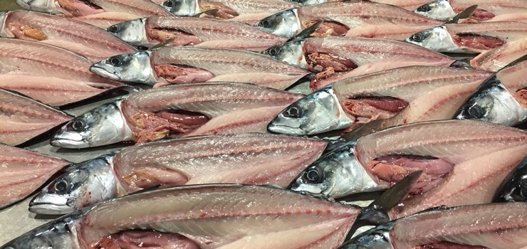 Cut Mackerel