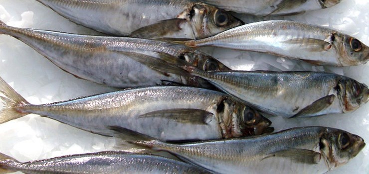 Horse Mackerel
