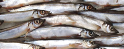 Capelin