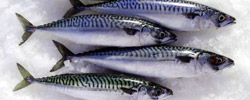 Mackerel