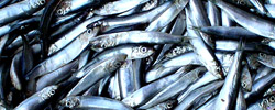 Sprats